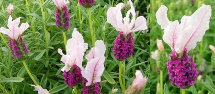 Разнообразие с любов