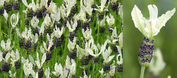 Бяла лавандула