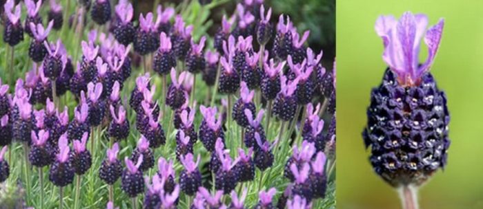 Лавандула Стехад