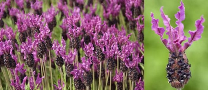 Сорт Пети Руж