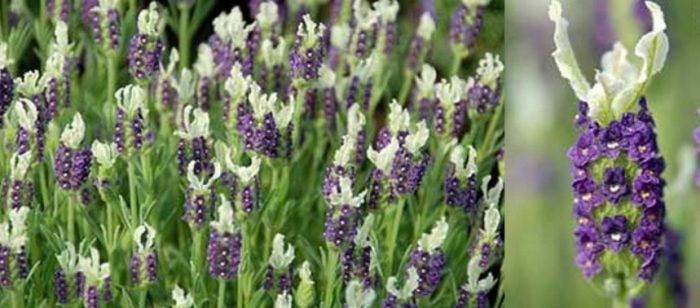 Лавандула стехад