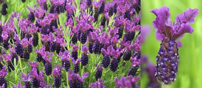 Сорт лавандула Регал Splendor