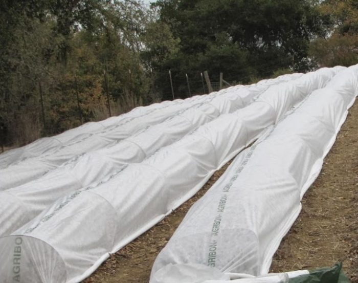 Лавандулов подслон