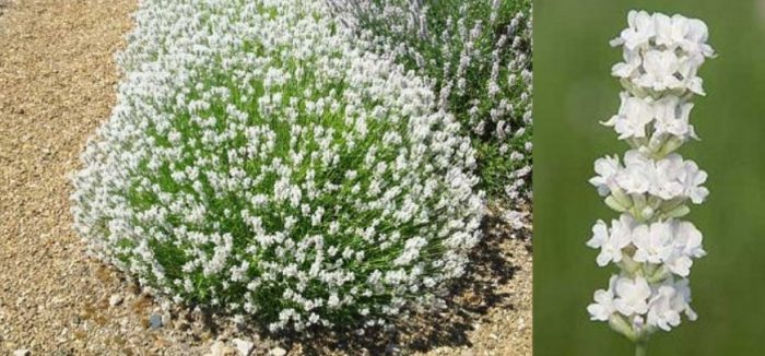 Разнообразие от Arctic Show