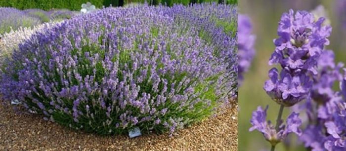 Разнообразие от теснолистна лавандула