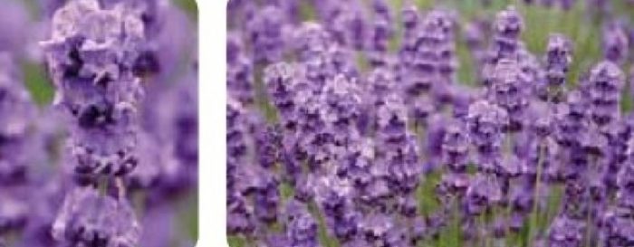 Разнообразие от истинска лавандула
