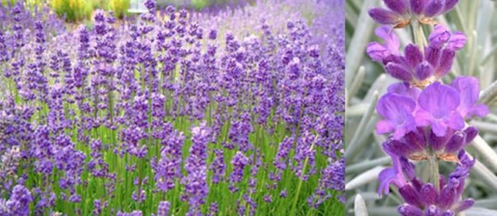 Лавандула ангустифолиа