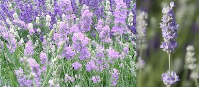 Сорт „Син лед“