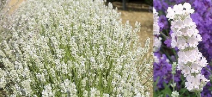 Бяла лавандула