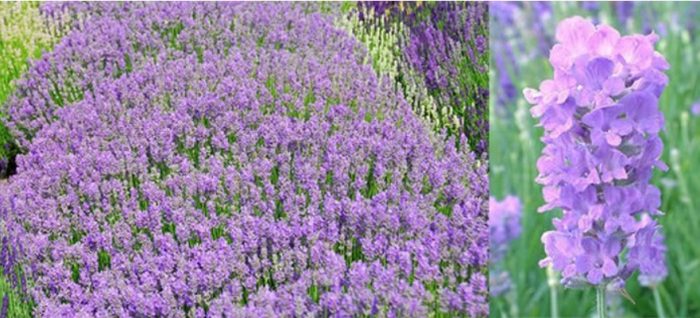 Сорт синя лавандула