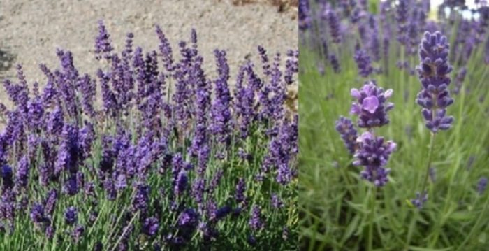 Лавандулови цветове