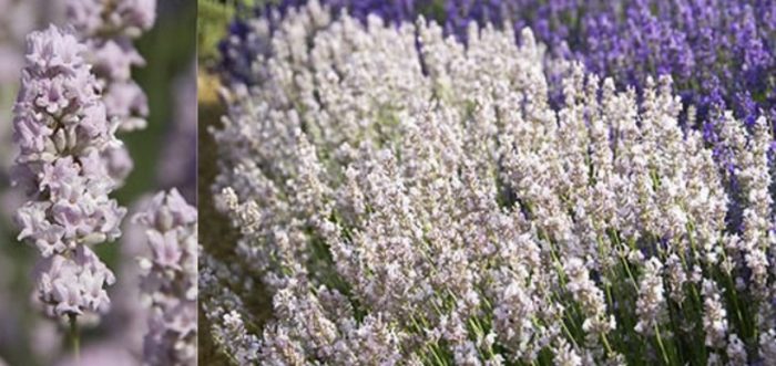 Розова лавандула