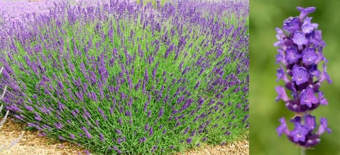 Истинска лавандула