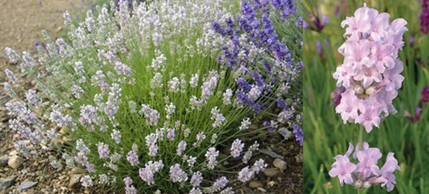 Сорт Лейди Анна