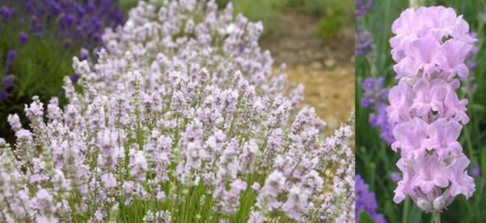 Наситено розова лавандула