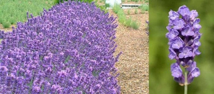 Истинска лавандула