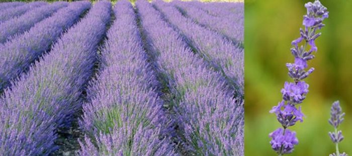 Сорт Майлет