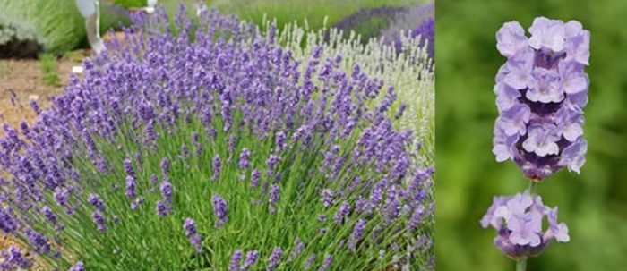 Разнообразие от теснолистна лавандула