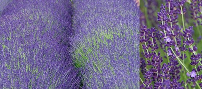 Шипове от лавандула