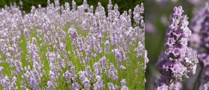 Истински сорт лавандула Мис Катрин