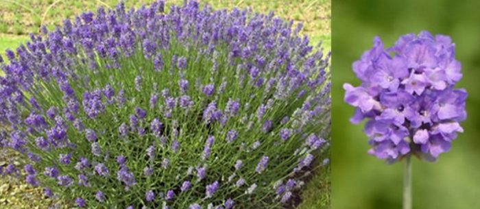 Лавандула шиповита