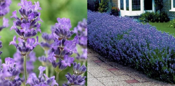 Истинска лавандула