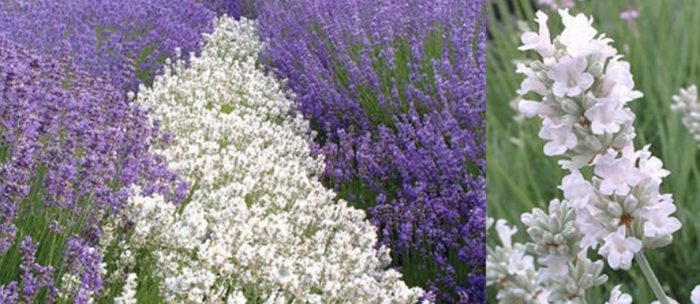 Бяла лавандула