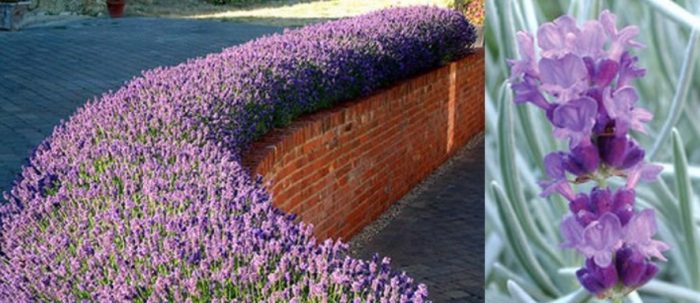 Разнообразие от Питър Пан