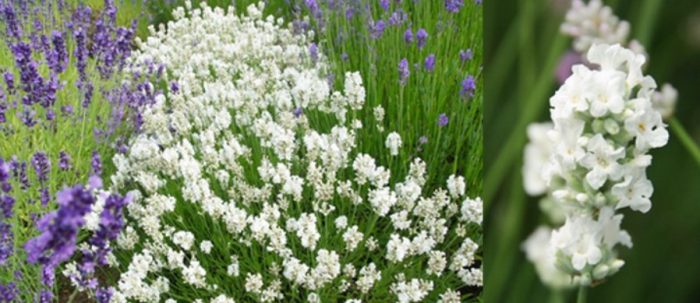 Сорт „Бяла чистота“