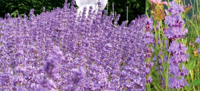 Сорт „Роял Лилаво“