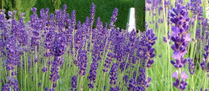 Сорт „Роял кадифе“