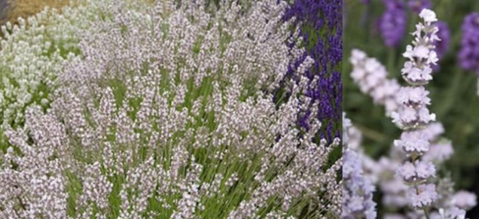 Сорт Сейнт Жан