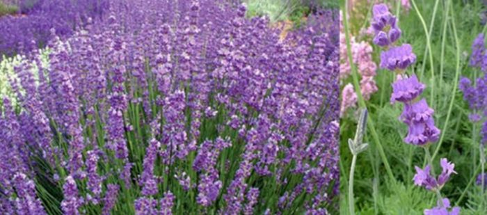 Разнообразие Туикъл Лилаво