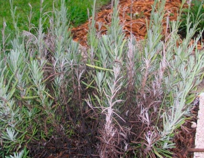 Болест от лавандула