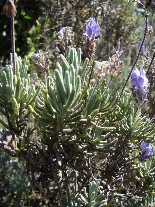 Лавандула dentata