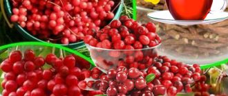 Шизандра храсти, плодове и ползи