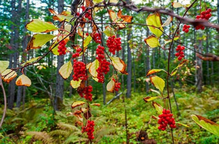 Шизандра в природата