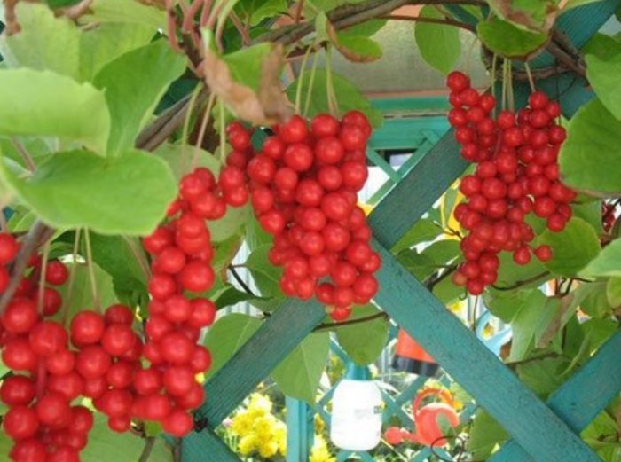 Планински сорт