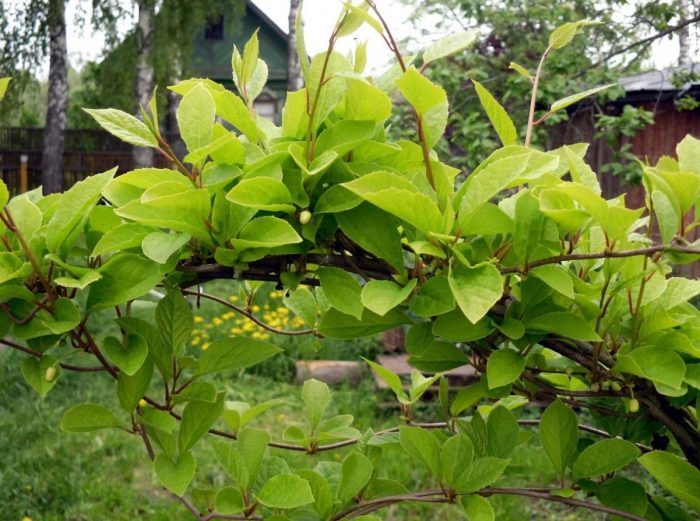 Шизандра се увива около опората