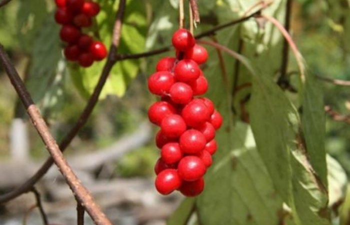 Разнообразие от митове