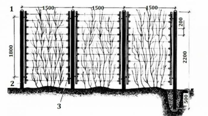 Местоположение на лимонените треви