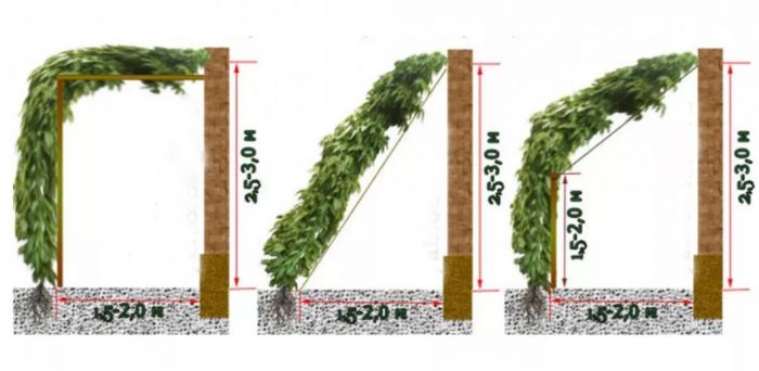 Подкрепа за лимонена трева