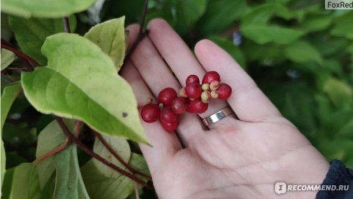 Плодове на шизандра
