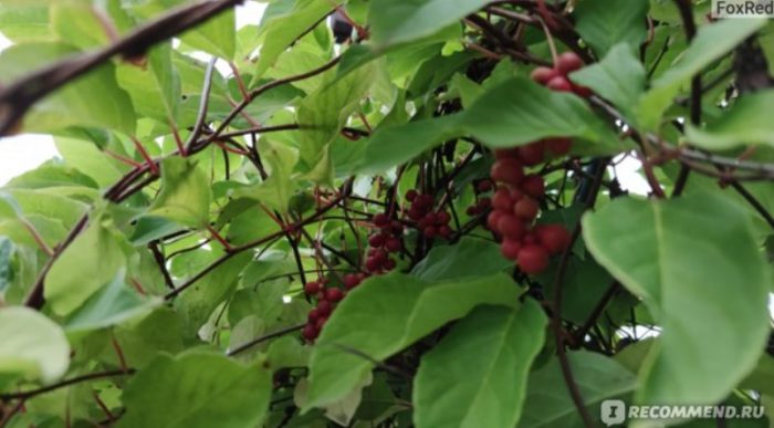 Храсти с плодове