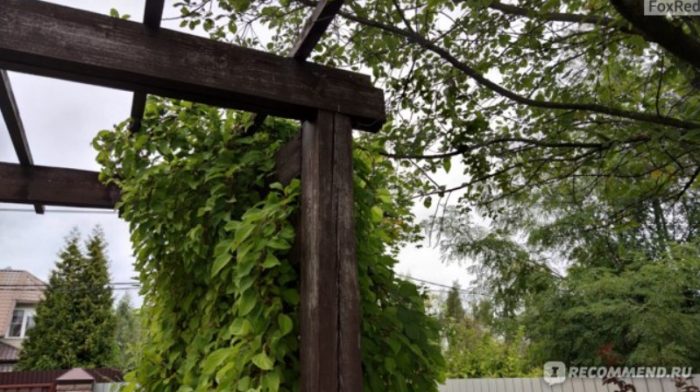 Как да прикрепите лиана