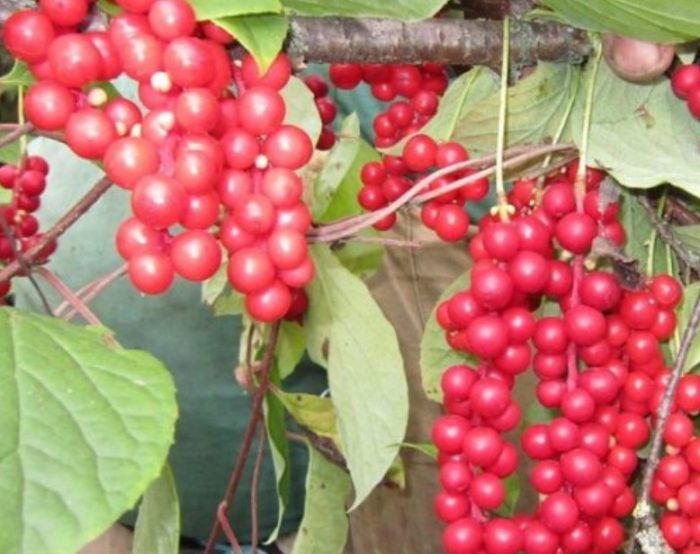 Сорт Первенец