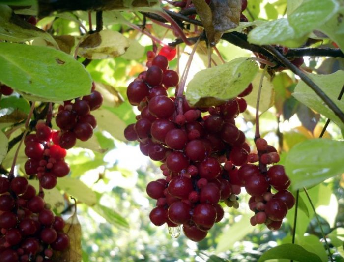 Плодове на лилавата магнолия