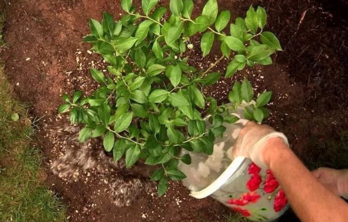 Подхранване на храста от лимонена трева