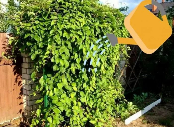 Поливане на лимонена трева