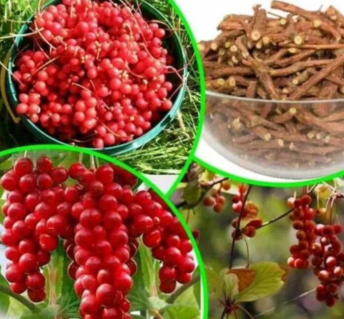 Плодове и корени от шизандра